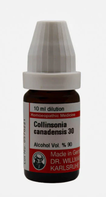 Collinsonia Canadensis dawai waley